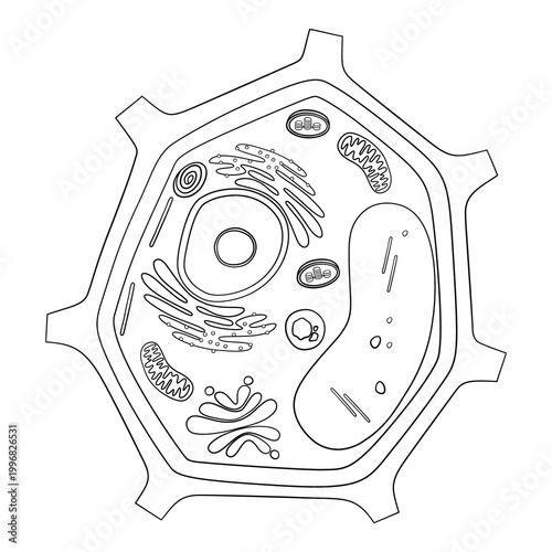 Detailed plant cell structure diagram with organelles in clean black and white educational line art style