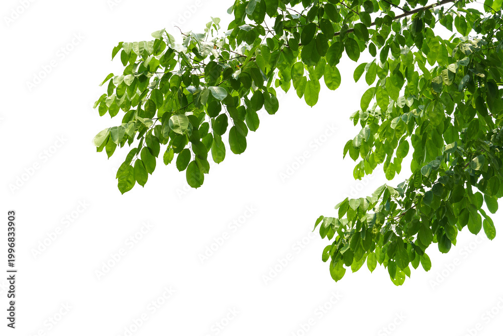 Fototapeta premium branch leaves or green leaf isolated. Tree Leaf Frame