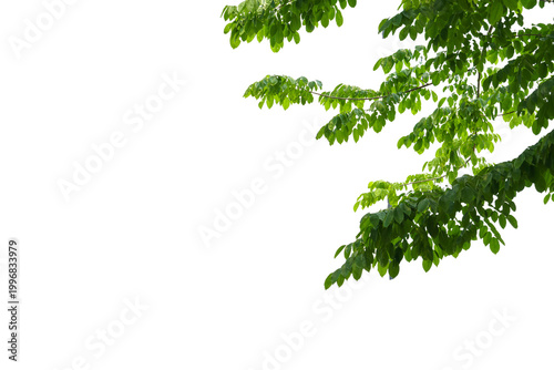 branch leaves or green leaf isolated. Tree Leaf Frame