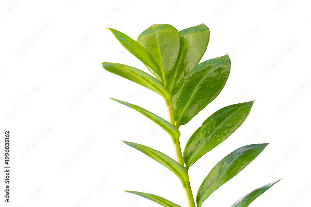 Fototapeta premium forest trees leaf on transparent background
