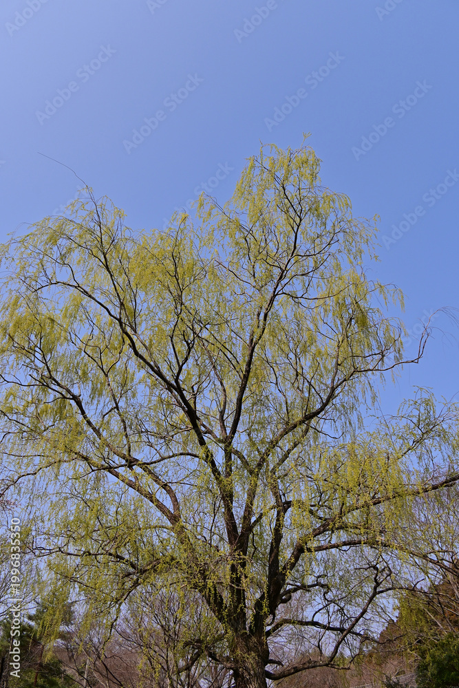 Obraz premium Sprouting willow tree branches with blue sky in Iwaki City, Fukushima, Japan