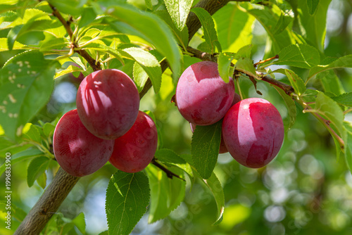 Ripe cherry plums hanging on vibrant green branches in a sunny orchard during late summer