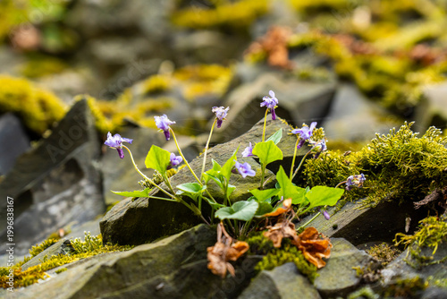 Wald- Veichen blühen im Frühling auf einem Basaltfelsen 2