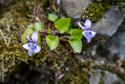 Wald- Veichen blühen im Frühling auf einem Basaltfelsen 1