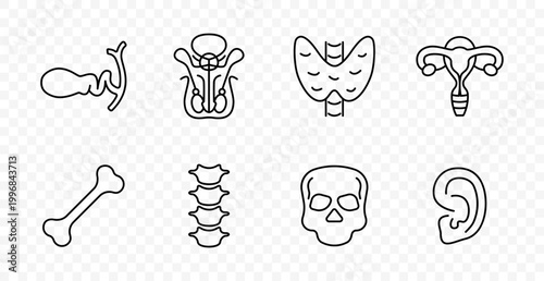 Human anatomy set icon. Sperm, prostate, thyroid, uterus, bone, spine, skull, ear, medical education, healthcare, biology, body system