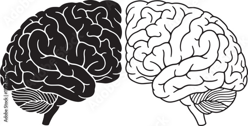 Black and white of human brain anatomy with labeled hemispheres and cerebellum cerebral cortex