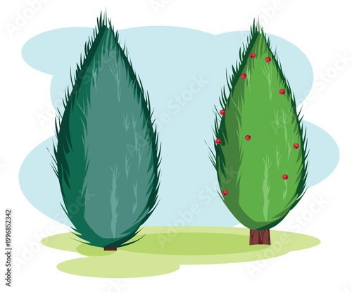 English yew branch with red berries, Taxus baccata coniferous plant, flat vector botanical illustration.