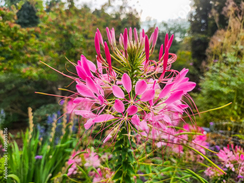 Cleome Flower Close-up