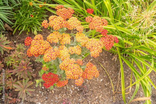 Achillea millefolium 'Strawberry Seduction'