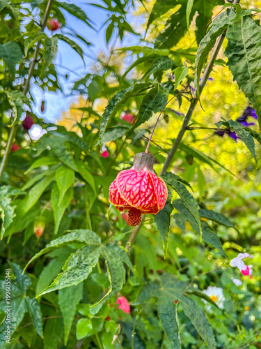 Chinese Lantern Flower
