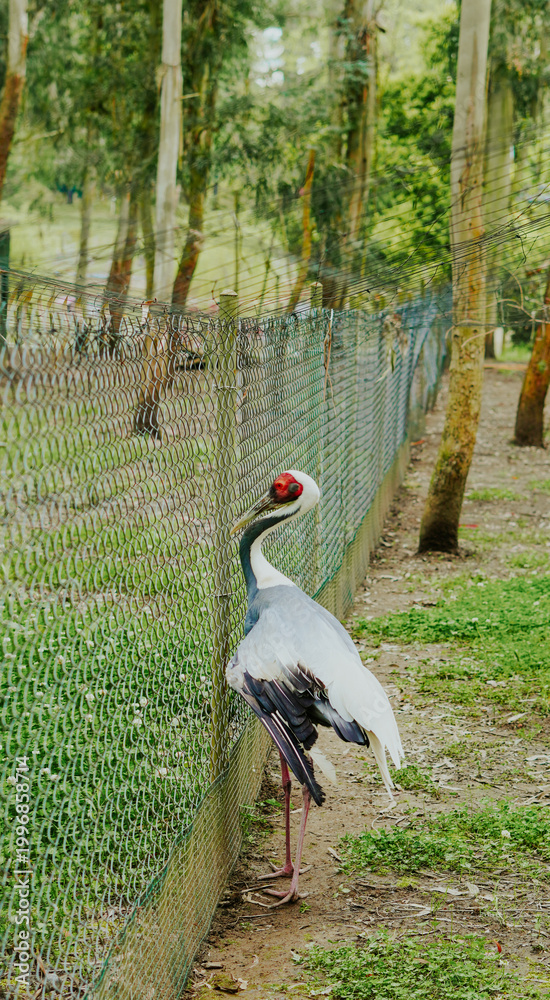 Fototapeta premium Crane bird standing beside a fence in a green outdoor setting
