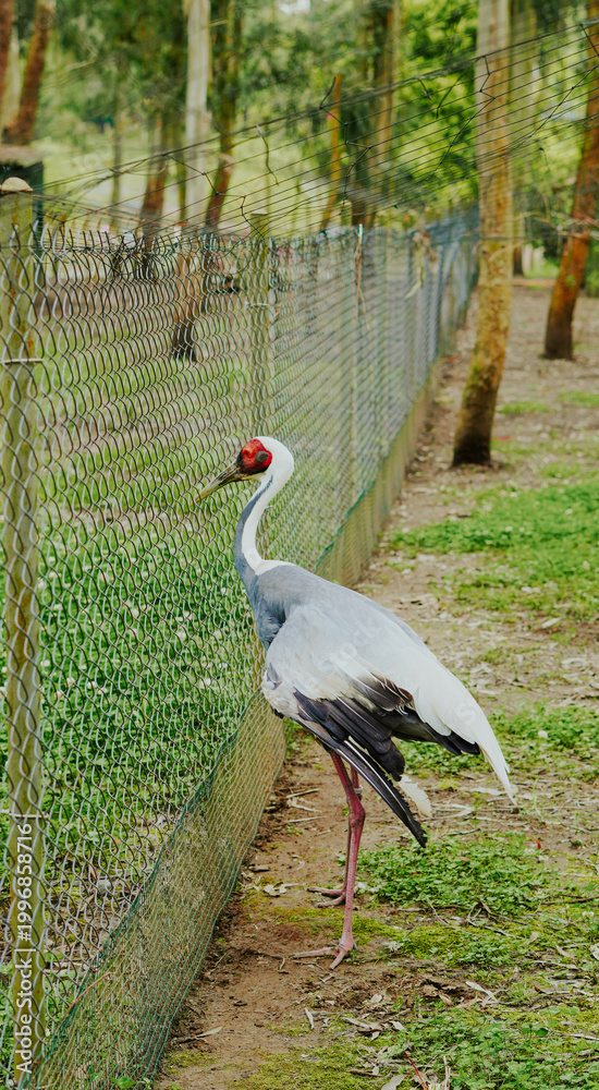 Fototapeta premium Crane bird standing near a fence in a green outdoor setting