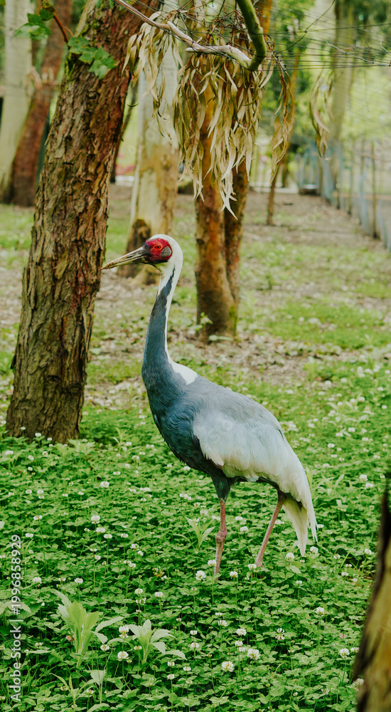 Fototapeta premium Crane bird standing on green grass under trees in a natural habitat
