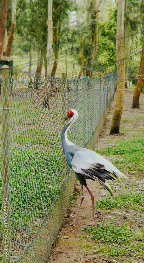 Fototapeta premium Crane bird walking along a wire fence in a green forested area