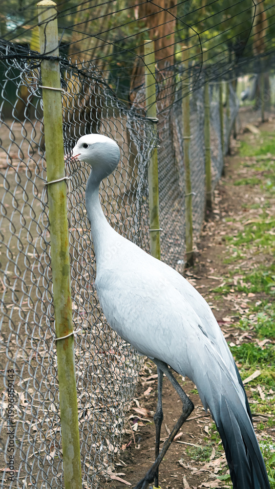 Fototapeta premium Crane bird standing near a fence in a wildlife enclosure setting