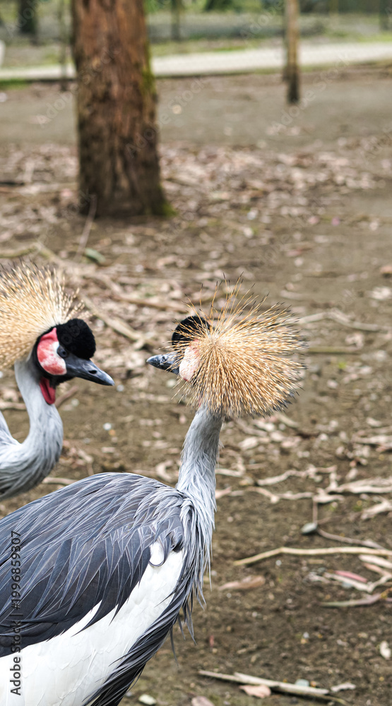Fototapeta premium Two grey crowned cranes with distinctive head feathers in natural habitat