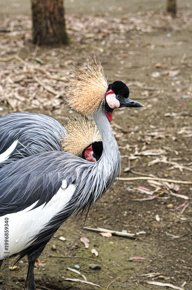 Fototapeta premium Two grey crowned cranes standing on ground with foliage in background