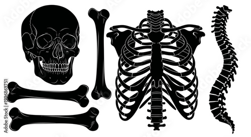 Black silhouette human skeleton bones.