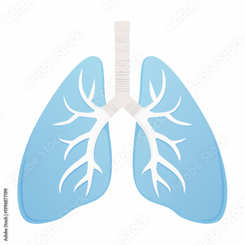 Illustration of Human Lungs with Bronchial Tree