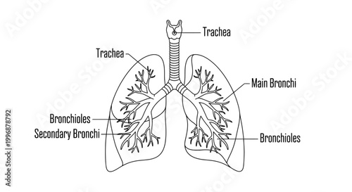 Detailed human lungs anatomical diagram clearly labeled with Trachea, Main Bronchi, Secondary Bronchi, and Bronchioles for medical education on an isolated white background.