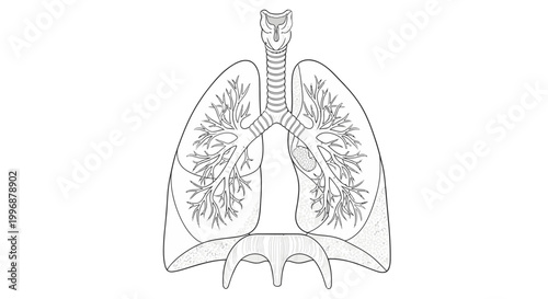 Detailed human lungs anatomy outline drawing showing trachea, bronchi, and bronchioles for medical education on an isolated white background.