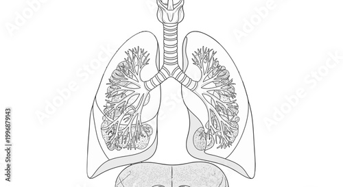 Human Lungs Respiratory System Outline Illustration on Isolated White Background