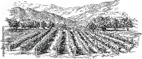 Vineyard landscape with rows of grapevines, hills in background, and scattered trees under cloudy sky