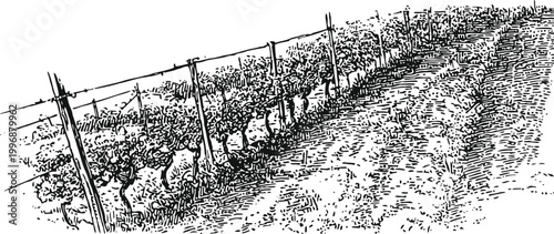 Hand drawn vineyard rows with grapevines supported by trellis wires and soil path