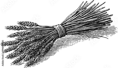 Bundle of wheat sheaves tied together with rope, vintage engraved agriculture illustration