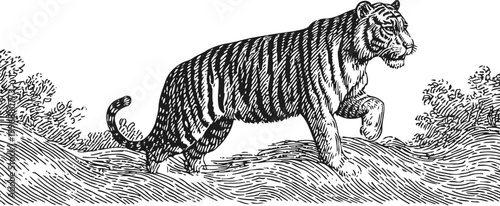 Tiger walking through grassland, vintage engraved black and white wildlife illustration