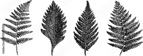 Vintage botanical illustrations of fern leaves with detailed textures in black and white