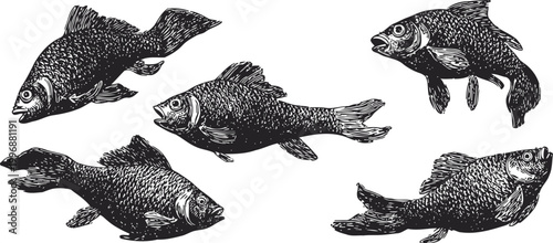 set of detailed black and white hand drawn fish illustrations swimming in different directions