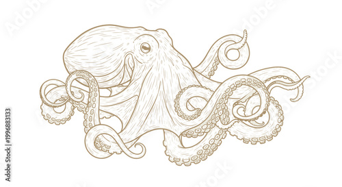 Detailed line art illustration of an octopus with its tentacles spread out on a white background.