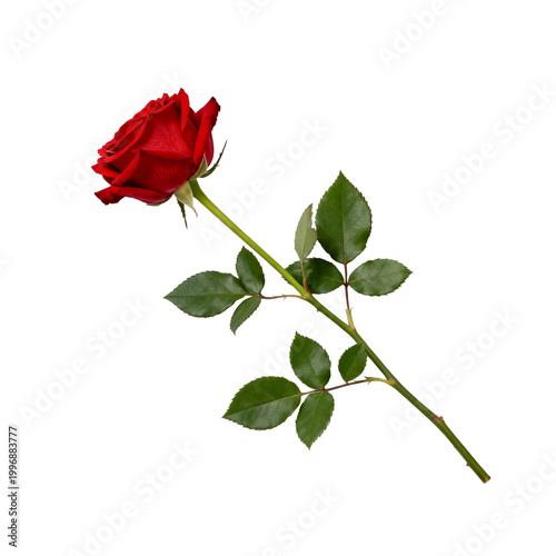 [Transparent Background PNG]Single Red Rose with Green Stem and Leaves