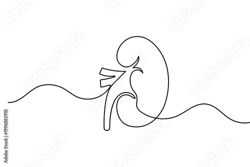 Human kidney in continuous one line drawing minimalist style isolated vector illustration