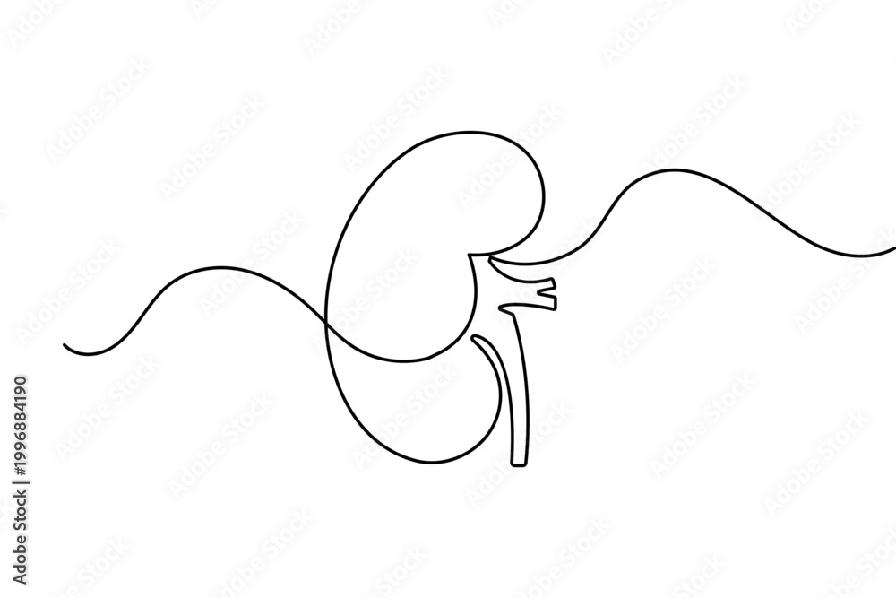 Obraz premium Human kidney in continuous one line drawing minimalist style isolated vector illustration