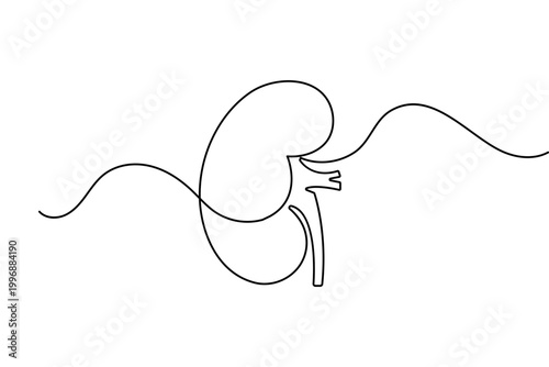 Human kidney in continuous one line drawing minimalist style isolated vector illustration