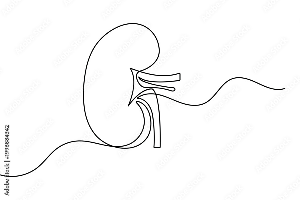 Obraz premium Human kidney in continuous one line drawing minimalist style isolated vector illustration