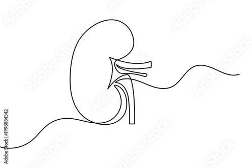 Human kidney in continuous one line drawing minimalist style isolated vector illustration