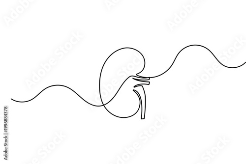 Human kidney in continuous one line drawing minimalist style isolated vector illustration