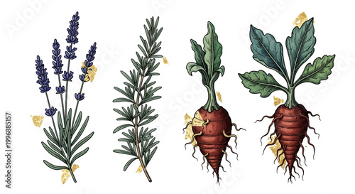 Medieval Botanical Herbals Vector- Illuminated Manuscript Plants and Gold Leaf Vines