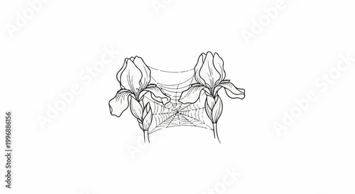 Delicate spider web spun between two elegant iris blooms