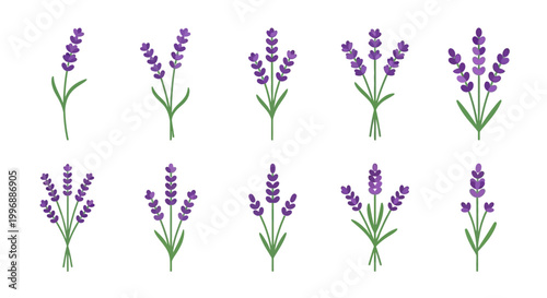 Diverse collection of elegant lavender flower illustrations, showcasing various vector bouquets and arrangements ideal for natural cosmetic branding, spa products, or charming floral design projects