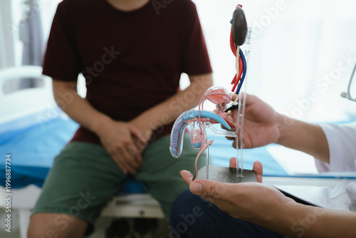 Tableau sur toile Doctor explaining male reproductive system using anatomical model to a patient in clinic, urology consultation and men’s health education concept