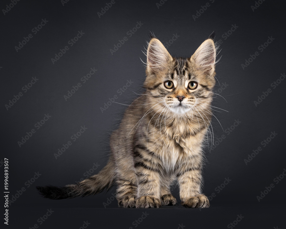 Fototapeta premium Impressive classic tabby Maine Coon cat, standing facing front. Looking confident towards camera. Isolated on a black background.