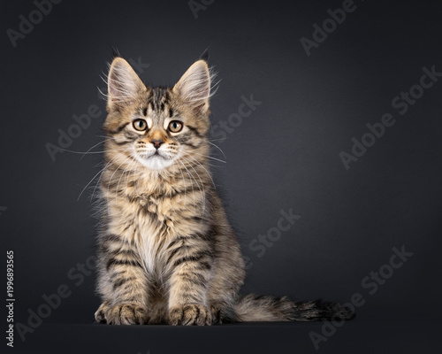Impressive classic tabby Maine Coon cat, sitting up facing front. Looking confident towards camera. Isolated on a black background.