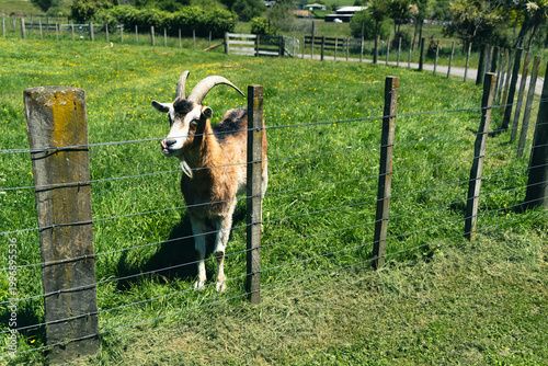 Horned Goat Behind Wire Fence Pasture