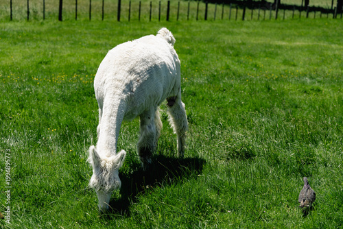 White Alpaca Grazing Beside Pigeon Meadow