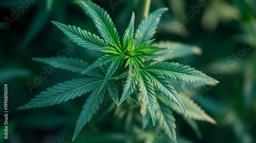 Close-up of cannabis indica plant with serrated leaves growing healthily in a pot, soft natural lighting and nutrient-rich soil