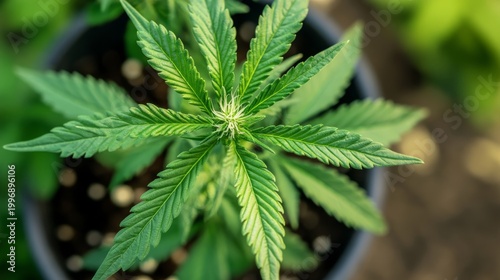 Close-up of cannabis indica plant with serrated leaves growing healthily in a pot, soft natural lighting and nutrient-rich soil